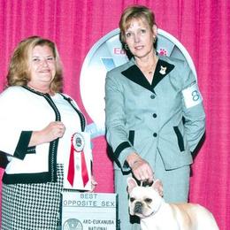 French Bulldogs from Gailwin