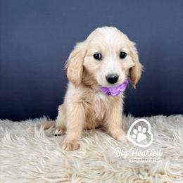 Capri - Cream female Companion Cross puppy in Utah County, Utah from Big Hearted Breeders