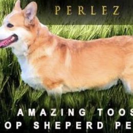 Toosya - Pembroke Welsh Corgi