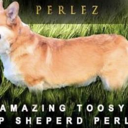 Toosya - Pembroke Welsh Corgi