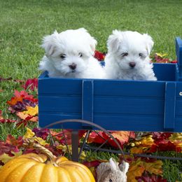 Maltese, Morkie, and Yorkshire Terrier Puppies from Cottonwood Maltese & Yorkies