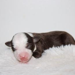 Tex - Red tri male Toy Australian Shepherd puppy in Wiggins, Colorado from Mile High Acres & Aussies