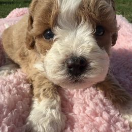 Sis - Apricot female Cavapoo puppy in Camden, Michigan from FurEver Friends Finder