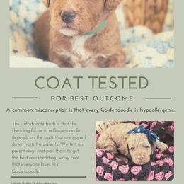 Goldendoodle Puppies from Saluda Ridge Goldendoodles