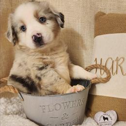 Nestle - Blue merle male Miniature Australian Shepherd puppy in Logansport, Indiana from Sandy Hill Farm Aussies, LLC