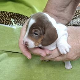 Boy 2 - Chocolate and tan male Dachshund puppy in Salisbury, North Carolina from King's Dachshunds