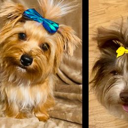 Companion Crosses and Yorkshire Terriers from Reed’s Breeds