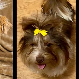 Companion Crosses and Yorkshire Terriers from Reed’s Breeds