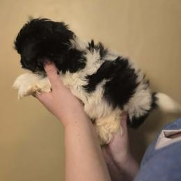 Puppy 1 - Black and white male Shih Tzu puppy in Norris City, Illinois from Dainty and Darling Shih Tzu