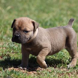 Grey - Brown male Boerboel puppy in Shawnee, Oklahoma from TXT Boerboels