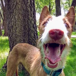 Ibizan Hound Puppies from AirO'Doe Ibizans