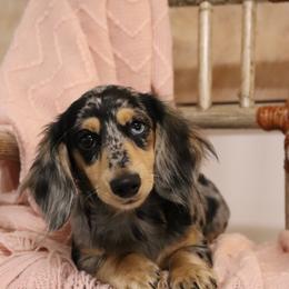 Mable Jean - Dapple female Dachshund puppy in Nolensville, Tennessee from Boothe’s Dachshunds