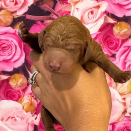 Girl 1 - Red  female Poodle puppy in Texas from DL House of Poodles