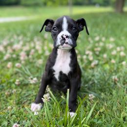 Girl 1 - Brindle female Boxer puppy in Prestonsburg, Kentucky from Bre’s Boxers