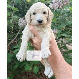 Thea - Cream female Poodle puppy in Detroit Lakes, Minnesota from Pickerel Pups