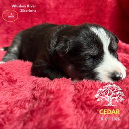 Cedar - Black and white female Siberian Husky puppy in Sherwood, Oregon from Whiskey River Siberians