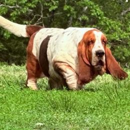 Harley - Basset Hound