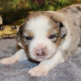 Blue Merle - Blue merle female Miniature Australian Shepherd puppy in Ronan, Montana from Dirt Road Aussie’s of Montana