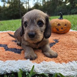 Dachshund Puppies from Jennifer Starkey
