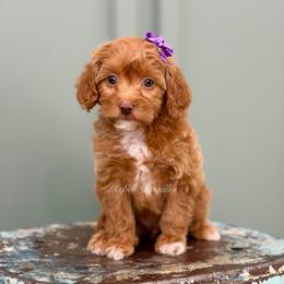 Purple collar MUFFIN - Apricot female Goldendoodle puppy in Salem, Utah from Aspen Doodles