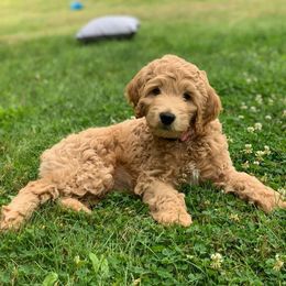 Goldendoodles from Sweetheart Goldendoodles