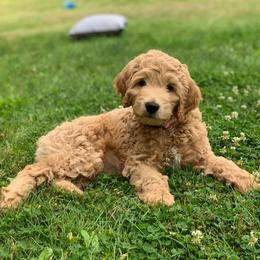 Goldendoodles from Sweetheart Goldendoodles