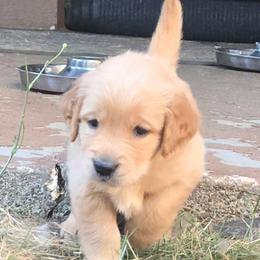 Fauna - Golden female Golden Retriever puppy in Portland, Oregon from Mount Hood Golden Retrievers