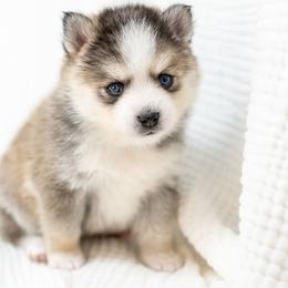 Black - Wolf sable male Pomsky puppy in Spring City, Pennsylvania from Pomsky Power Puppies
