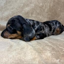 AKC Boy 1 - Dapple male Dachshund puppy in Yuma, Arizona from M's puppy love
