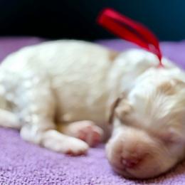 Pink collar - Apricot female Australian Labradoodle puppy in Fontana, California from Grammy's Puppy Love doodles and poodles