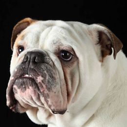 Bulldogs from Zen Bulldogs