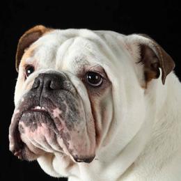 Bulldogs from Zen Bulldogs