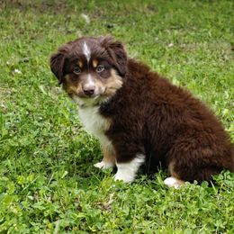 Girl 2 - Red tri female Miniature Australian Shepherd puppy in Fife Lake, Michigan from HaVen Homestead Miniature Australian Shepherds