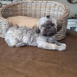 Cinnamon - Brindle female Shih Tzu puppy in Kings Mountain, North Carolina from Britany's Shih Tzus