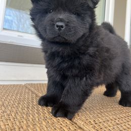 Yellow Female - Black Chow Chow puppy in Minnesota from Yangs Chow Chows