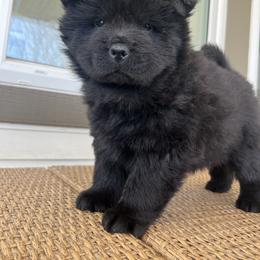 Yellow Female - Black Chow Chow puppy in Minnesota from Yangs Chow Chows