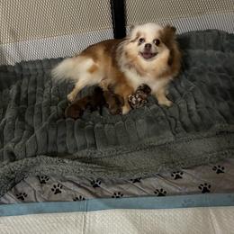 Pomeranian puppies from My Bella’s Pomeranians