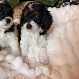 Stan - Tri-color male Cavapoo puppy in Redding, California from O’Hara  Doodles