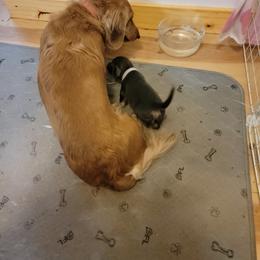 Dachshund Puppies from CLARK'S BREEDING PROGRAM