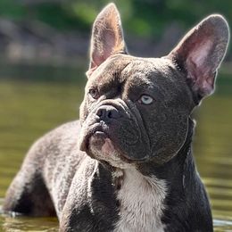 Rowan - French Bulldog