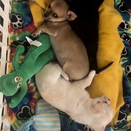 Chihuahua Puppies from Wild Mountain Chihuahuas