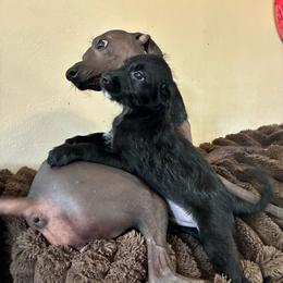Luke Cage - Black and white male Xoloitzcuintli puppy in Manitowoc, Wisconsin from Wonderland Kennel