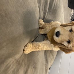 Goldendoodle Puppies from Jeanbeans Doodles