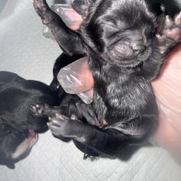 Boy 3 - Black male Shih Tzu puppy in Albany, New York from Precious Peekapoo’s and Luxurious Shih Tzu’s