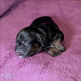 Zuco - Black and tan male Cockapoo puppy in Sunset, Louisiana from Cano Cockapoos