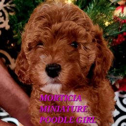 Morticia - Red  female Poodle puppy in Mansfield Center, Connecticut from Arrfs Poodles