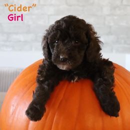 Cider - Chocolate female Goldendoodle puppy in Payson, Utah from Country Sky Doodles