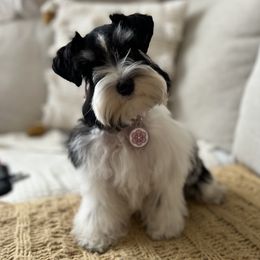 Nala - Miniature Schnauzer