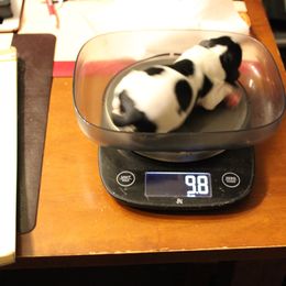 Holstein Teddy - Tri-color Cavalier King Charles Spaniel puppy in Manahawkin, New Jersey from King Charles Cavalier Kennels