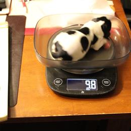 Holstein Teddy - Tri-color Cavalier King Charles Spaniel puppy in Manahawkin, New Jersey from King Charles Cavalier Kennels